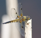 Libellula quadrimaculata